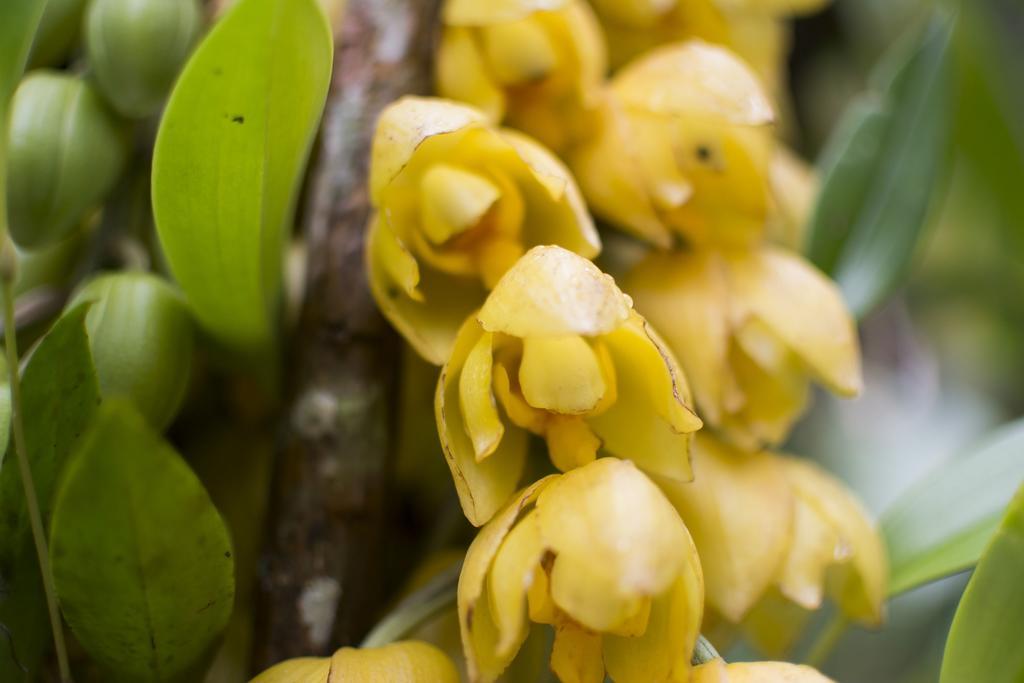 Bosque De Paz Reserva Biologica Toro Amarillo Kültér fotó