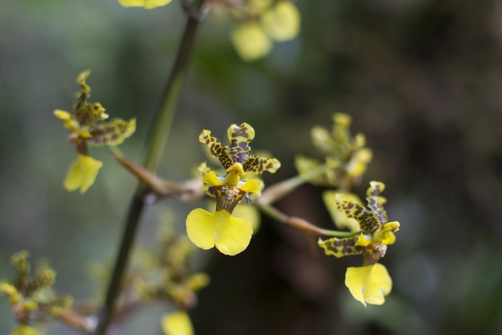 Bosque De Paz Reserva Biologica Toro Amarillo Kültér fotó