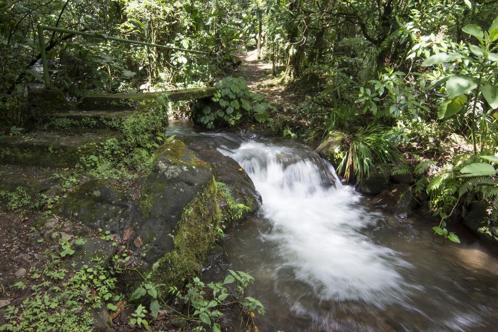 Bosque De Paz Reserva Biologica Toro Amarillo Kültér fotó