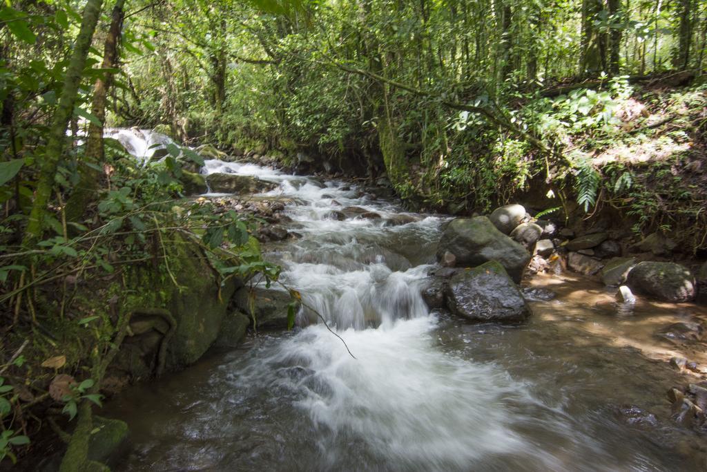 Bosque De Paz Reserva Biologica Toro Amarillo Kültér fotó