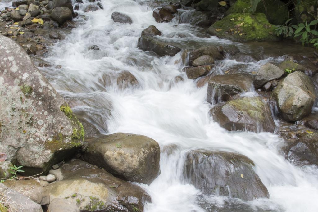 Bosque De Paz Reserva Biologica Toro Amarillo Kültér fotó