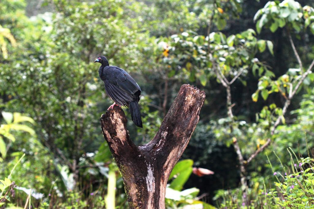 Bosque De Paz Reserva Biologica Toro Amarillo Kültér fotó