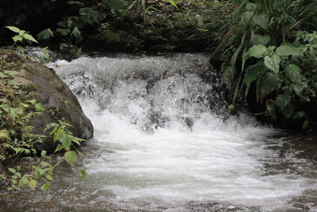 Bosque De Paz Reserva Biologica Toro Amarillo Kültér fotó
