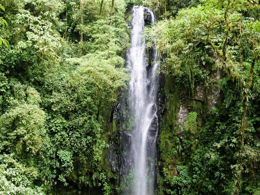 Bosque De Paz Reserva Biologica Toro Amarillo Kültér fotó