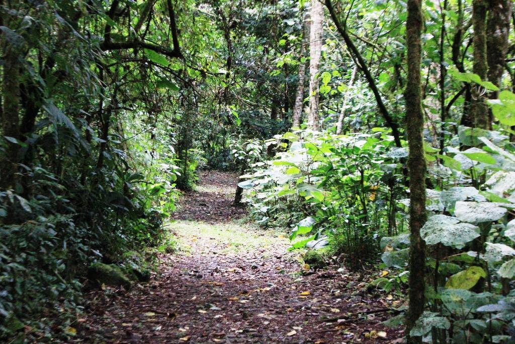 Bosque De Paz Reserva Biologica Toro Amarillo Kültér fotó