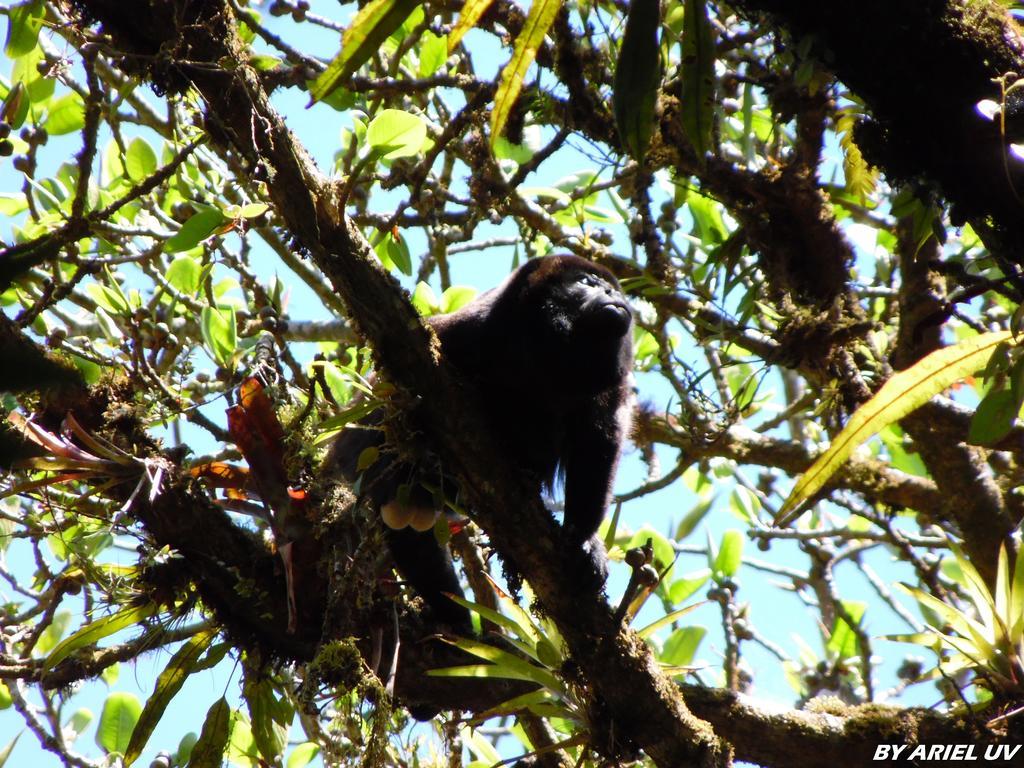 Bosque De Paz Reserva Biologica Toro Amarillo Kültér fotó