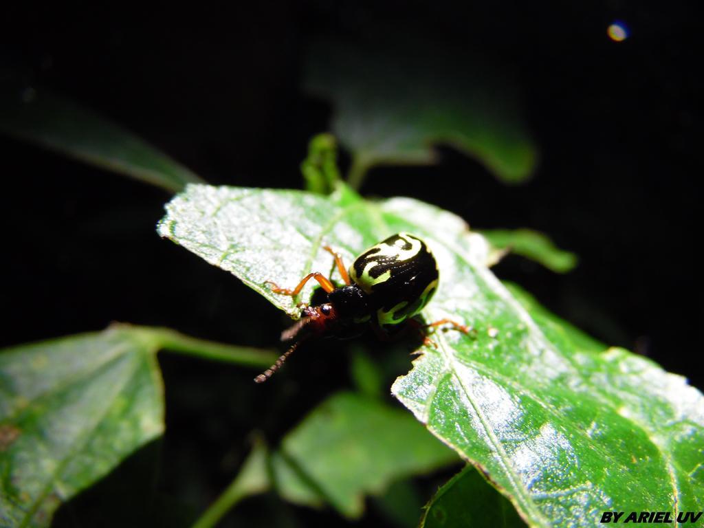 Bosque De Paz Reserva Biologica Toro Amarillo Kültér fotó